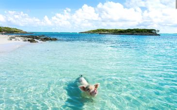 YOTEL Miami 4* & 4 Nächte Kreuzfahrt in den Bahamas