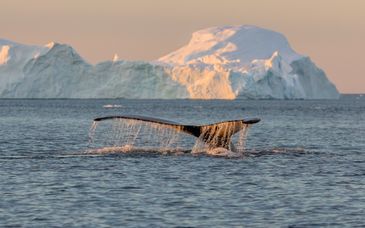 Midgardur by Center Hotels 4*