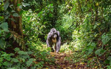 Tour privado Primates de Uganda durante 6 noches