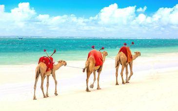 Leopard Beach Resort and Spa 5* con safari opcional de 1-3 noches