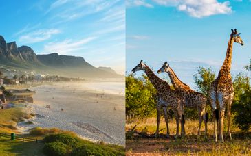 Combinado Charles Hope Cape Town 4* y Pan African Safari Lodge 4*