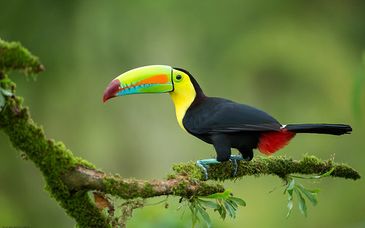 Circuit en liberté : Les trésors naturels du Costa Rica avec extension balnéaire