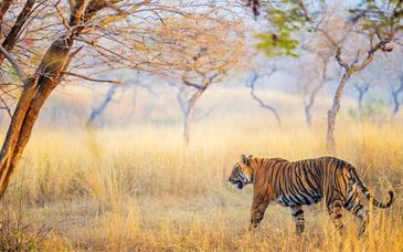Circuit en groupe en 4* : Les incontournables du Rajasthan en 8 nuits