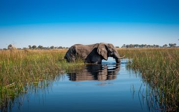 Autotour : Les incontournables du Botswana