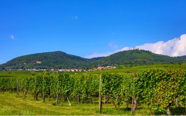 Road-trip en 4* et 5* : De la Route des Vins à la capitale européenne