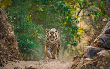 Circuit privé : Merveilles du Rajasthan – Taj Mahal et Safaris