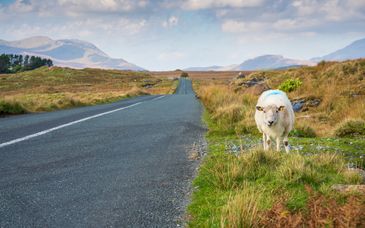 Autotour : Evasion irlandaise