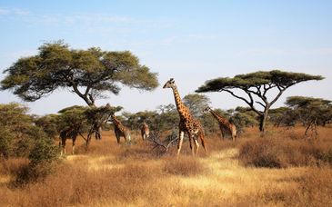 Safari avec extension au AHG Hisia Nungwi Experience Hotel 4*