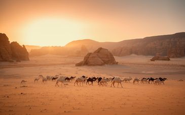Circuit en groupe : Trésors d'Arabie