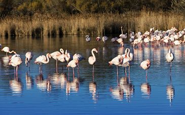 Résidence Village Club de Camargue