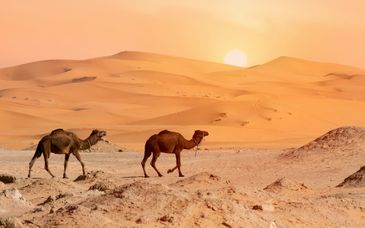 Tour di gruppo: Alla scoperta del Gran Deserto