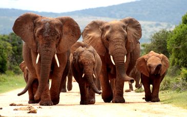 L'essenza del Sudafrica in tour