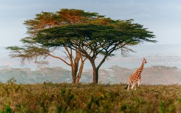 Duo: Turaco Lodge Marloth Park 4* & Anelia Beach Mauritius 4*
