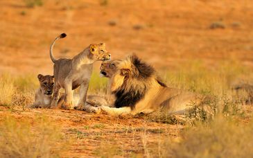 7-12 night safari: Pan African Safari Lodge 4*