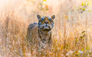 7 - 11 night tour: Best of Rajasthan