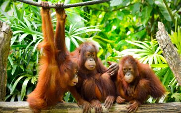 9-17 night private tour: Magnificent Malaysia