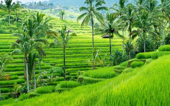 Willkommen in... Bali!