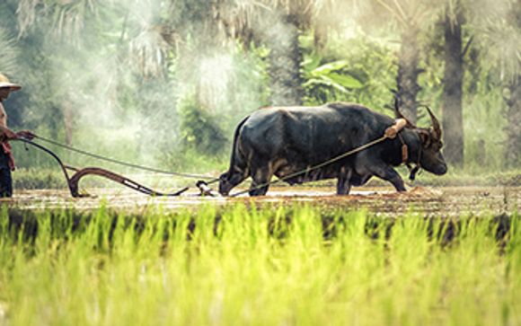 Ihre Optionen in Vietnam