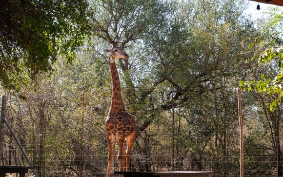 Kruger Maroela Lodge & Spa