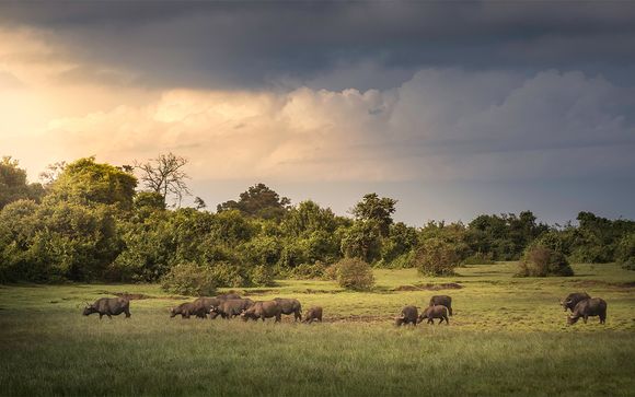 Zoom sur vos safaris