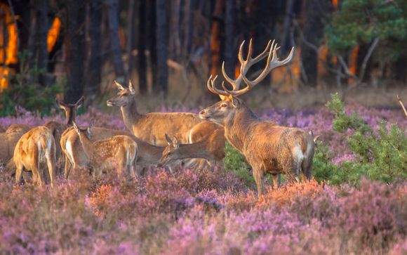 Welkom op... de Veluwe