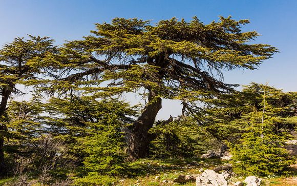 Rendez-vous... au Liban