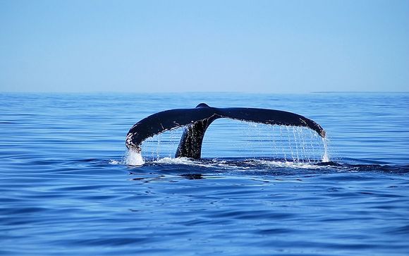 Mettez une option sur l