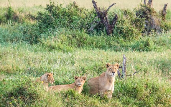 Ihre Safari im Detail