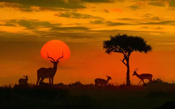 Ihre Safari im Detail