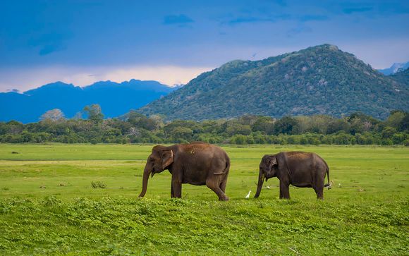 Willkommen in Sri Lanka und auf den Malediven!