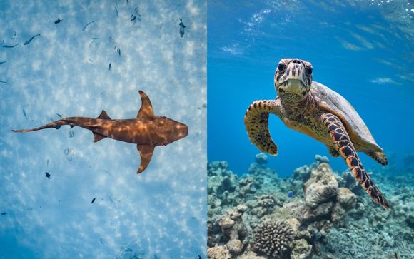  Schnorcheltour mit Ammenhaien und Schildkrötenbeobachtung