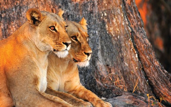 Ihre Safari im Detail