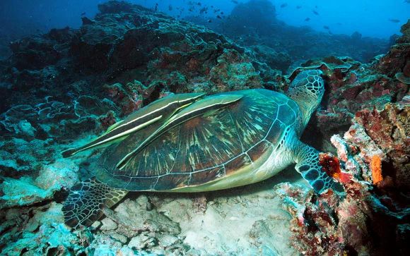 Sonnenuntergang an den nördlichen Stränden und dem Schildkrötenschutzgebiet