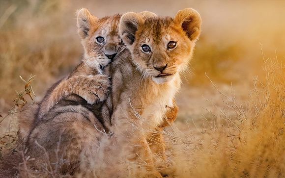 Ihre Safari im Überblick