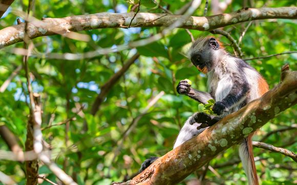 Ihre Ausflugsoptionen
