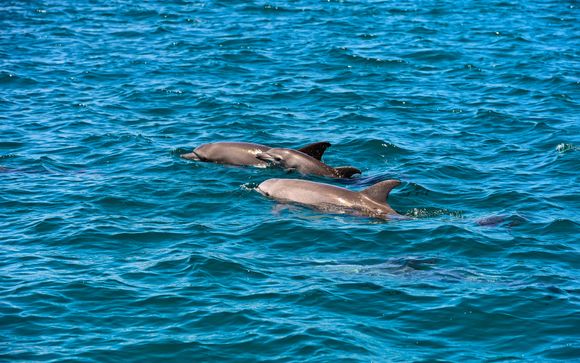 Ihre Ausflugsoptionen