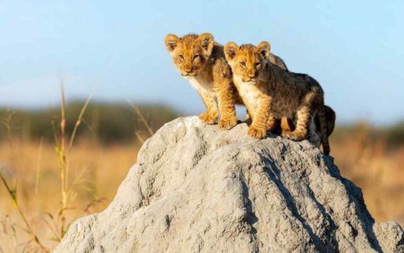 Ihre Safari im Detail