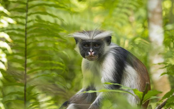 Excursion dans la forêt de Jozani - inclus pour les séjours à partir de 7 nuits