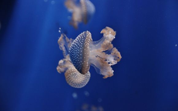 Ihre Ausflugsoptionen