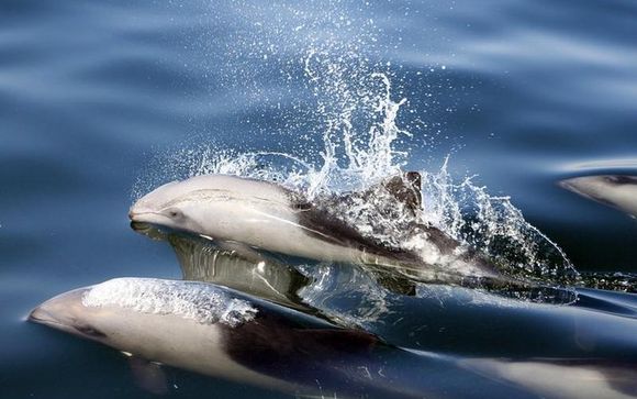 Ihre Ausflugsoptionen