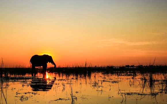 Safari bei Sonnenuntergang mit Bush Dinner