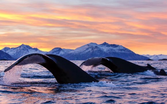 Ihre Ausflugsoptionen