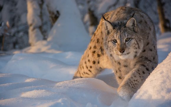 Im Angebot enthalten