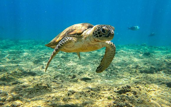 Ab 8 Nächten: Ausflug zu den Dimaniyat Islands
