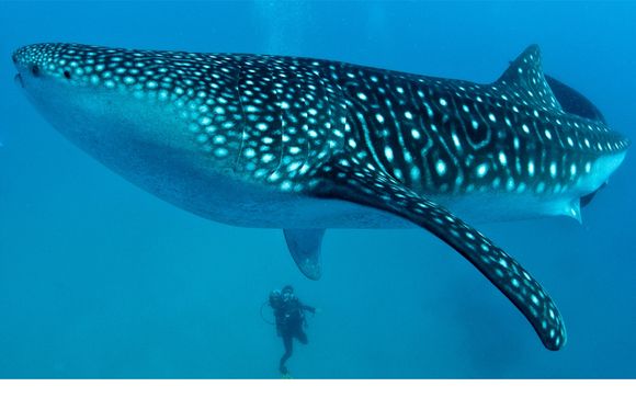 Willkommen auf den... Philippinen!