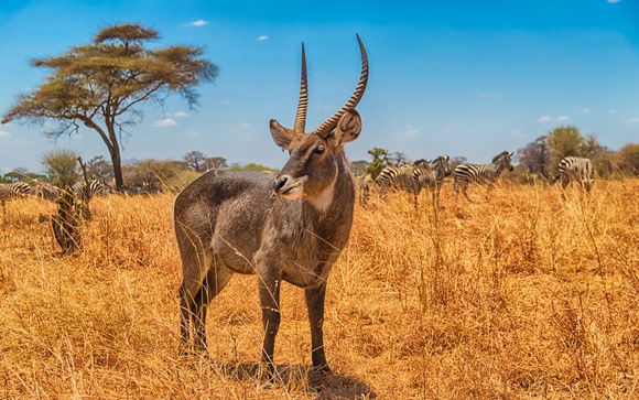 Zoom auf Ihr Programm