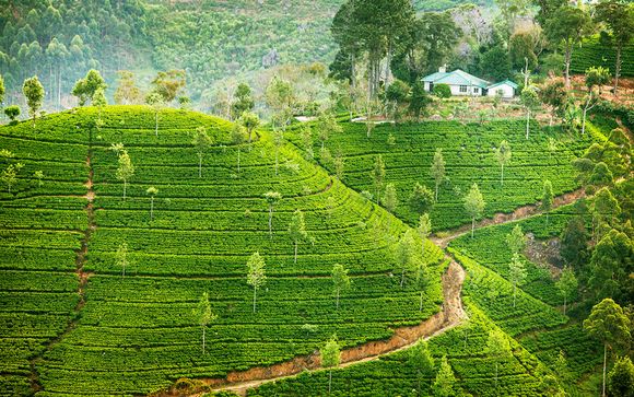 Willkommen auf... Sri Lanka!