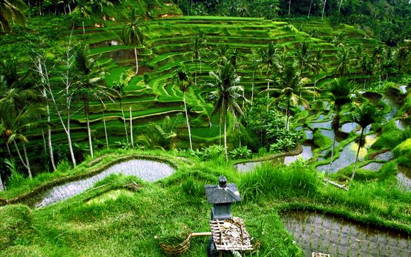 Ihre Optionen auf Bali