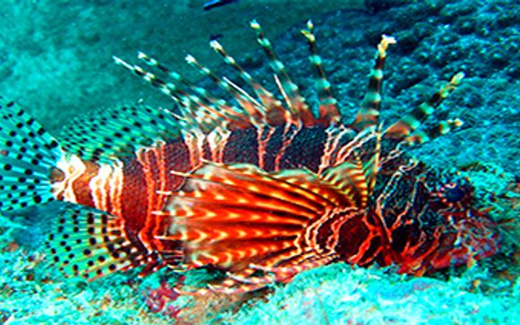 Ihre Ausflugsoptionen