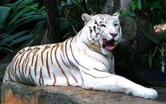 Mettez une option sur l